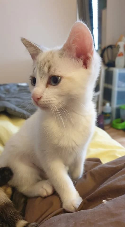 Siouxsie, female 5yo European Shorthair for adoption at Action 4 Pets, action 4 pets