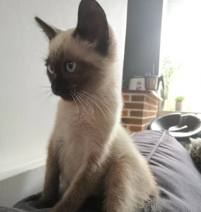Sputnik, male 5yo Siamese for adoption at Action 4 Pets, France