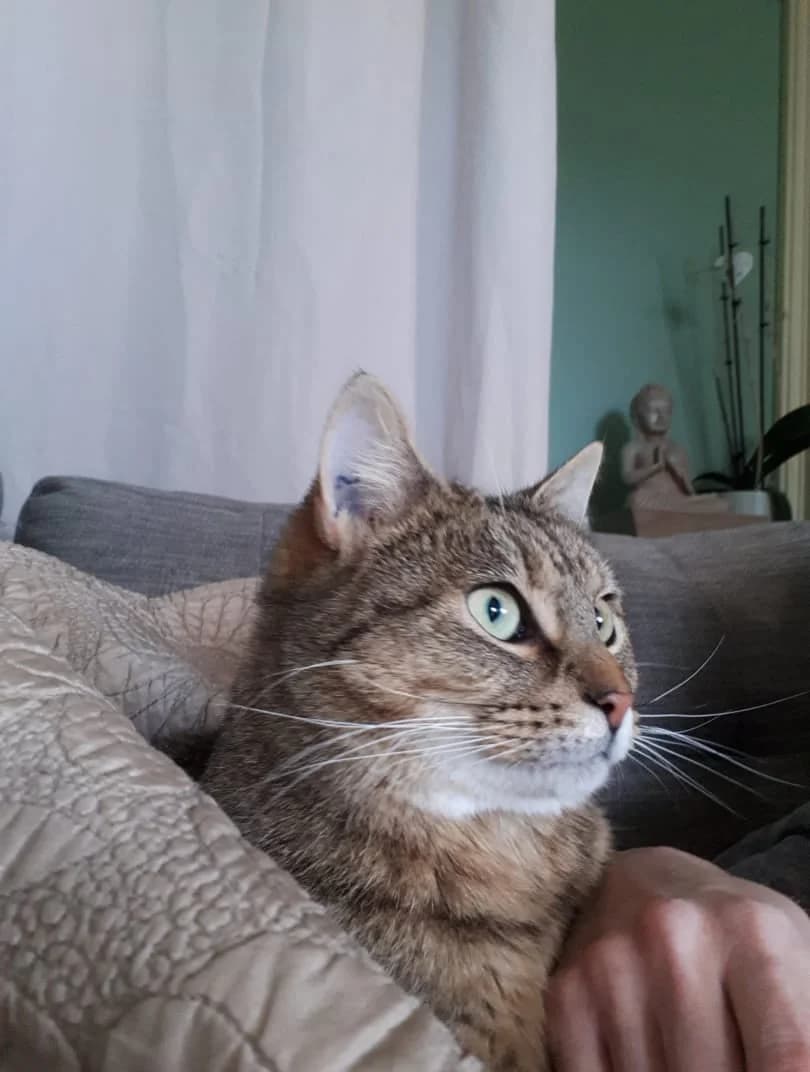 Patience, female 7yo European Shorthair for adoption at Action 4 Pets, action 4 pets