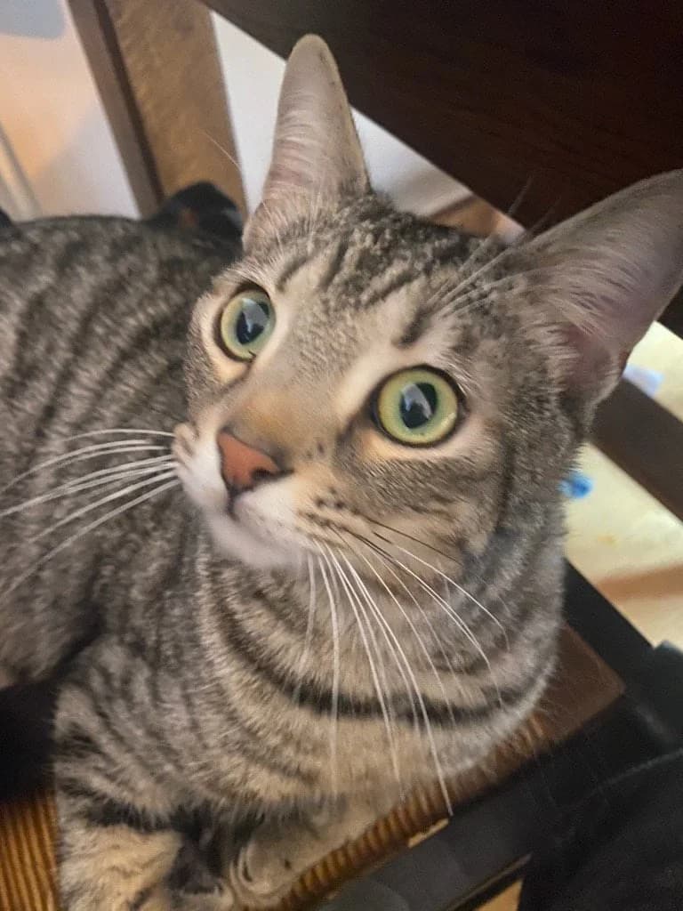 Salamèche, male 5yo European Shorthair for adoption at Action 4 Pets, action 4 pets