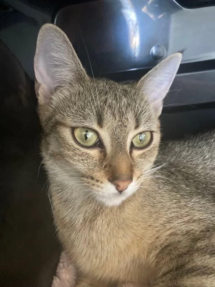 Siah, female 5yo European Shorthair for adoption at Action 4 Pets, action 4 pets