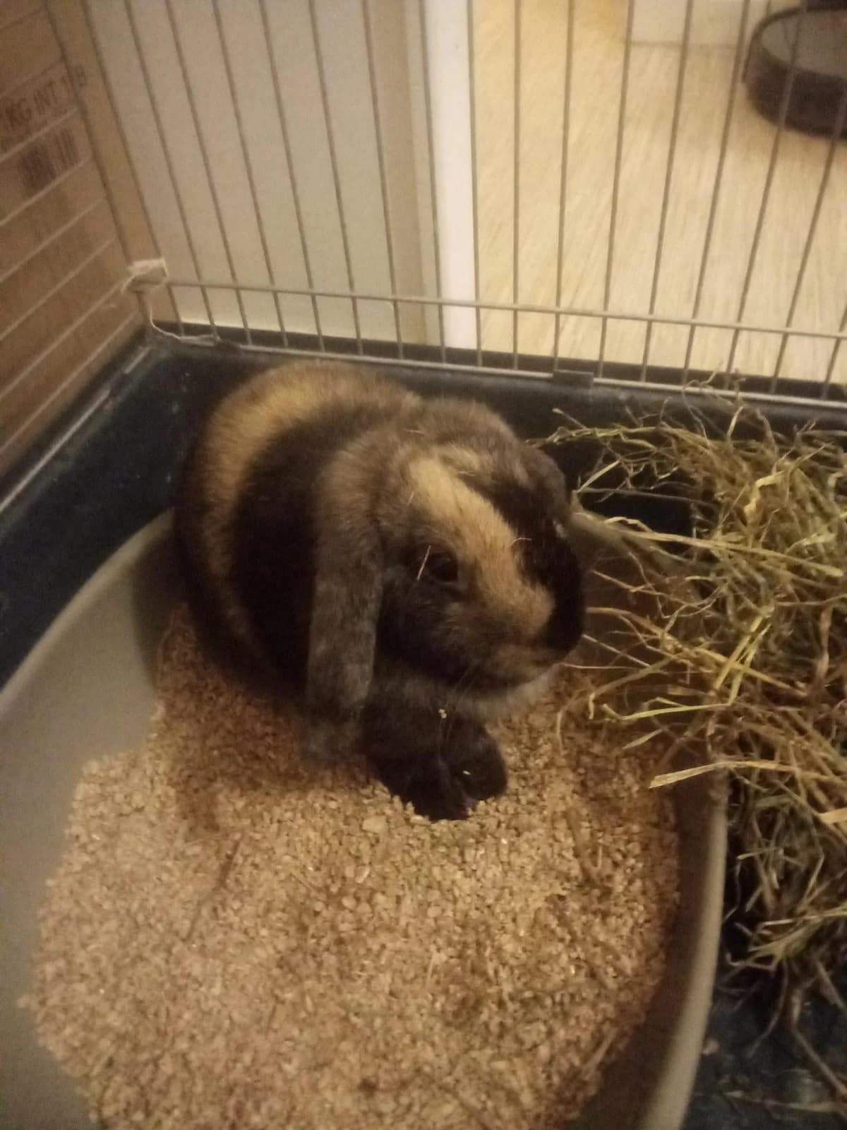 Rek&rsquo;Sai, female 6yo mixed breed for adoption at Action 4 Pets, France