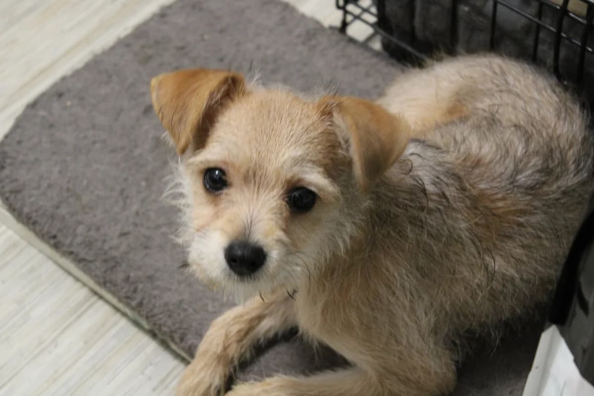 Spike, male puppy Chihuahua for adoption at Action 4 Pets, France