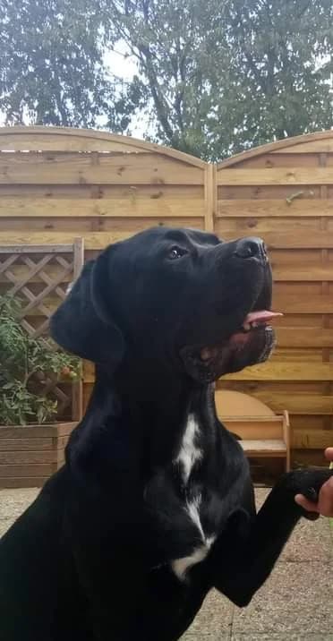 Preston, male young Cane Corso for adoption at Action 4 Pets, France