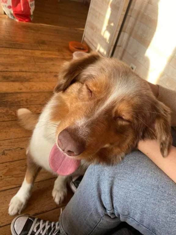 Otillie, male 4yo Australian Shepherd for adoption at Action 4 Pets, France