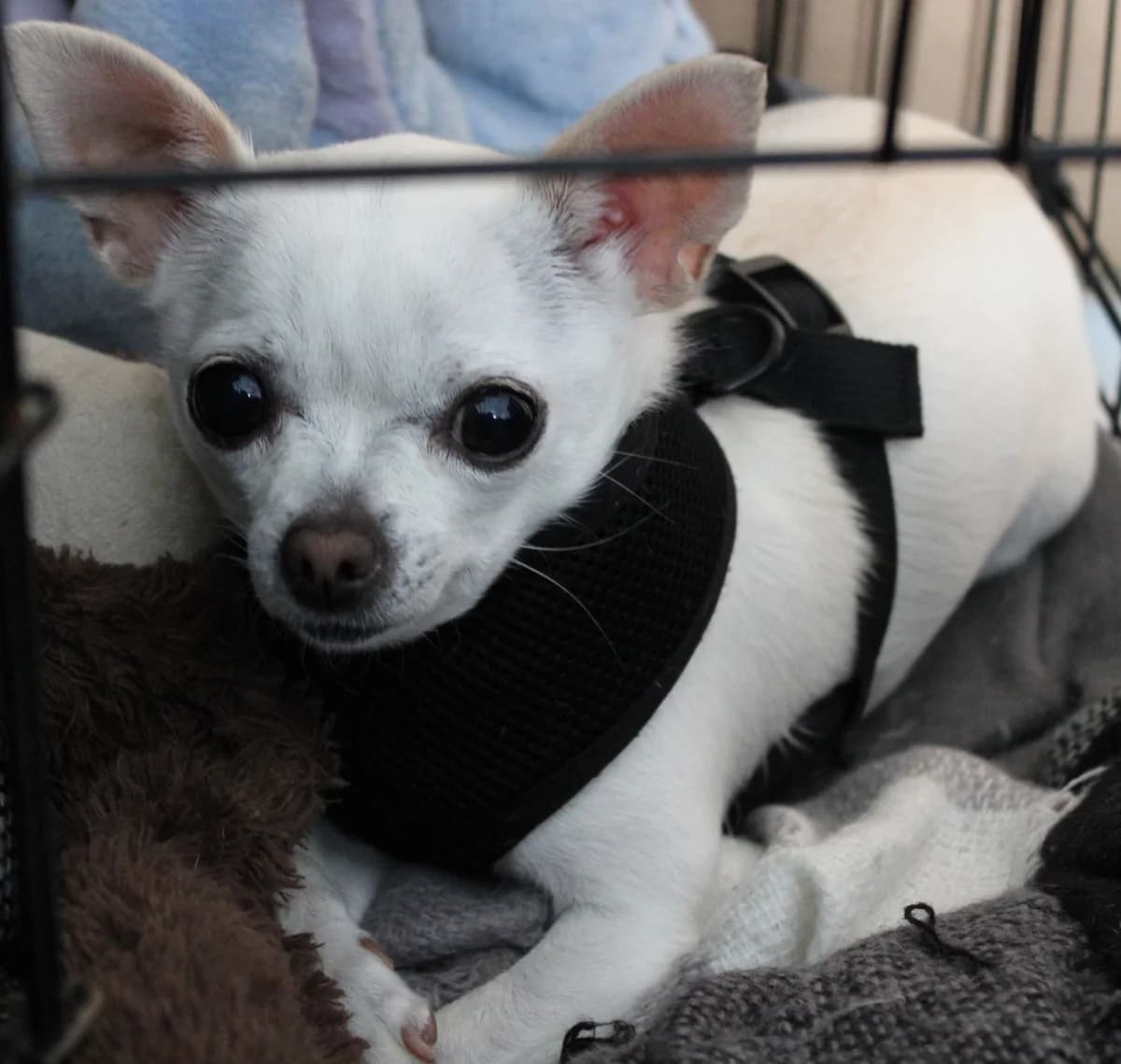 Nirvana, female 4yo Chihuahua for adoption at Action 4 Pets, France