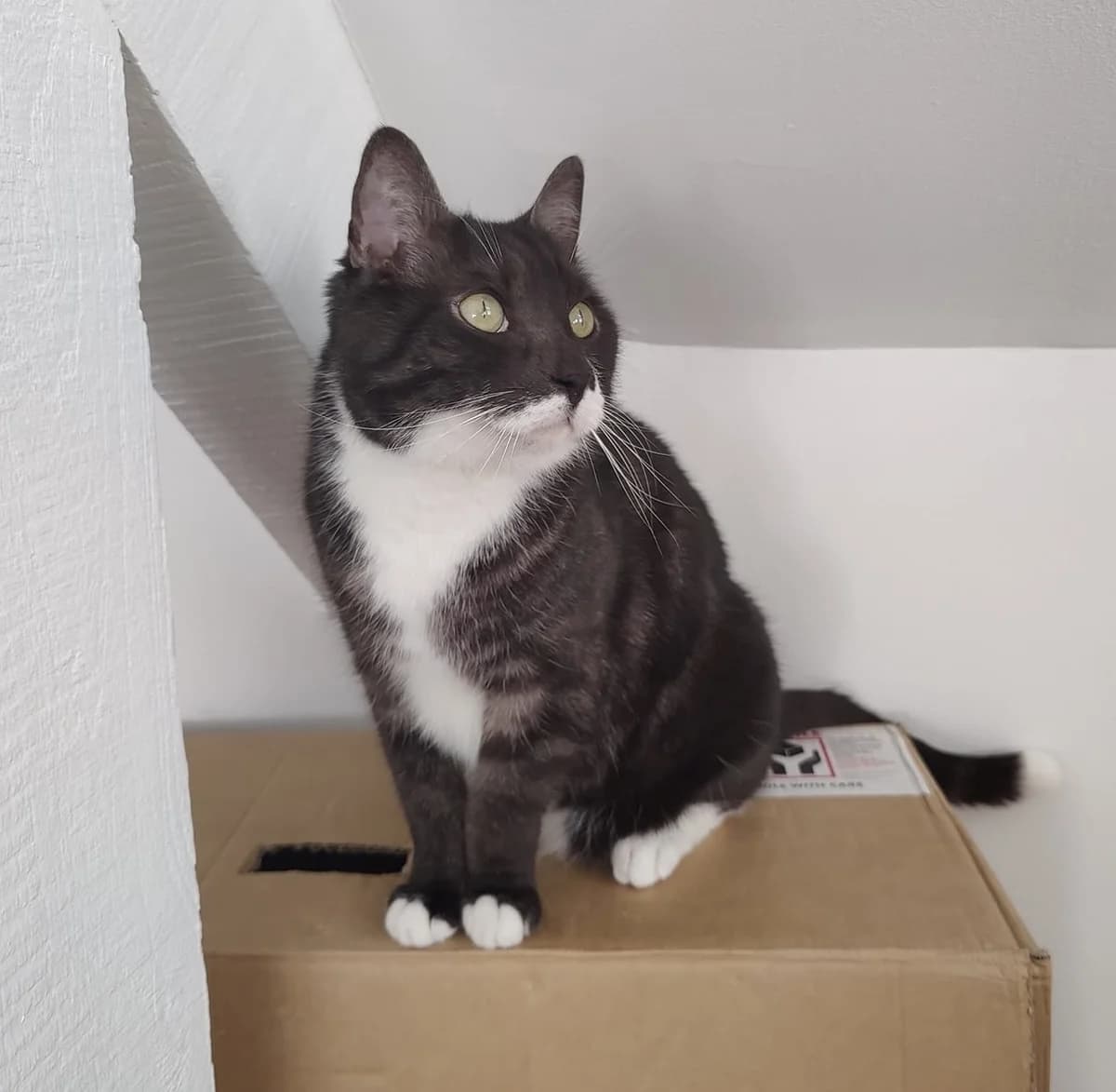 Iota, male senior European Shorthair for adoption at Action 4 Pets, action 4 pets