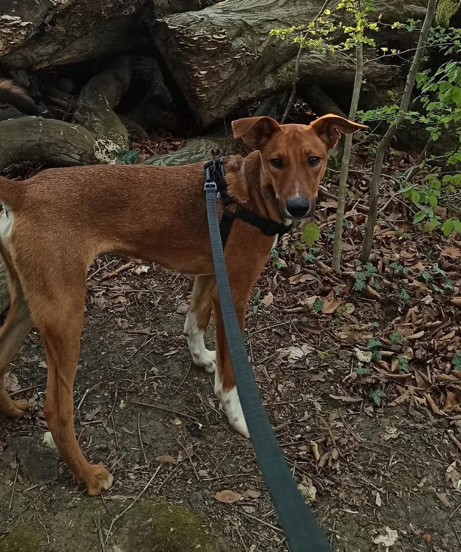 Halloween, male 7yo mixed breed for adoption at A.D.A. Noguera