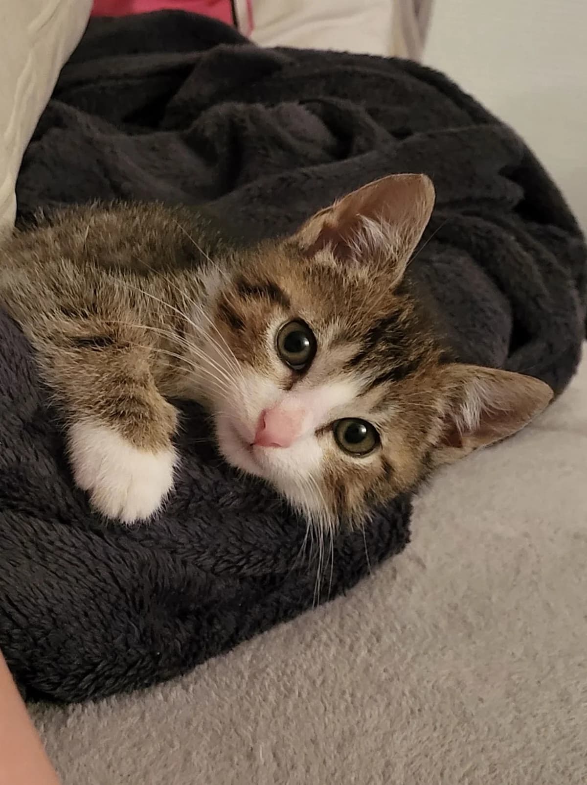 Tabasco, male 4yo European Shorthair for adoption at Action 4 Pets, action 4 pets