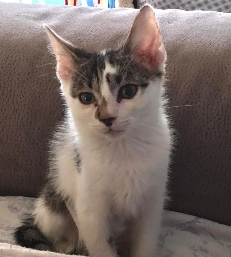 Tiziana, female 4yo European Shorthair for adoption at Action 4 Pets, action 4 pets