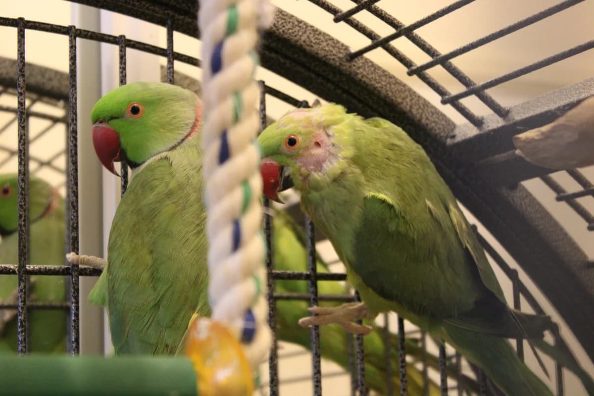 Laïus & Mute, male Collie for adoption at Action 4 Pets, France