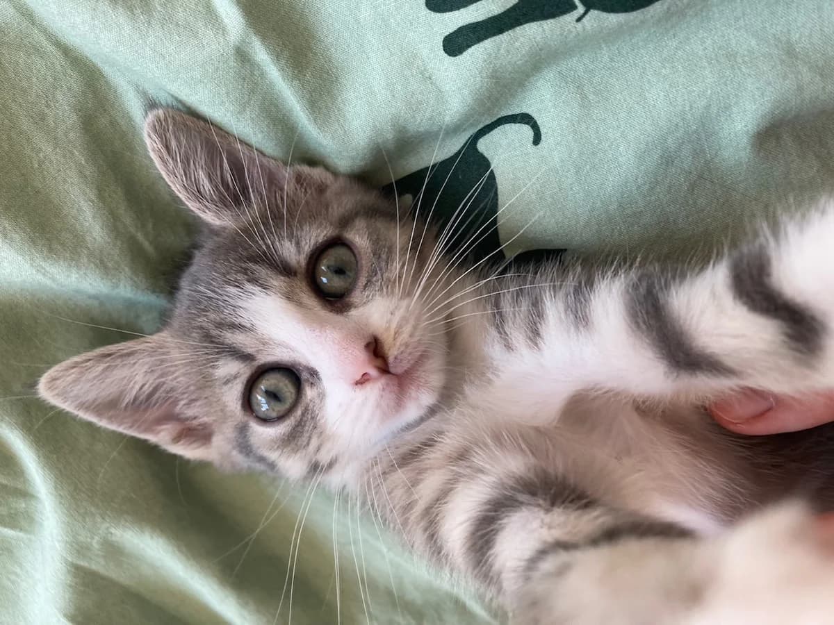 Tsiporra, female 4yo European Shorthair for adoption at Action 4 Pets, action 4 pets