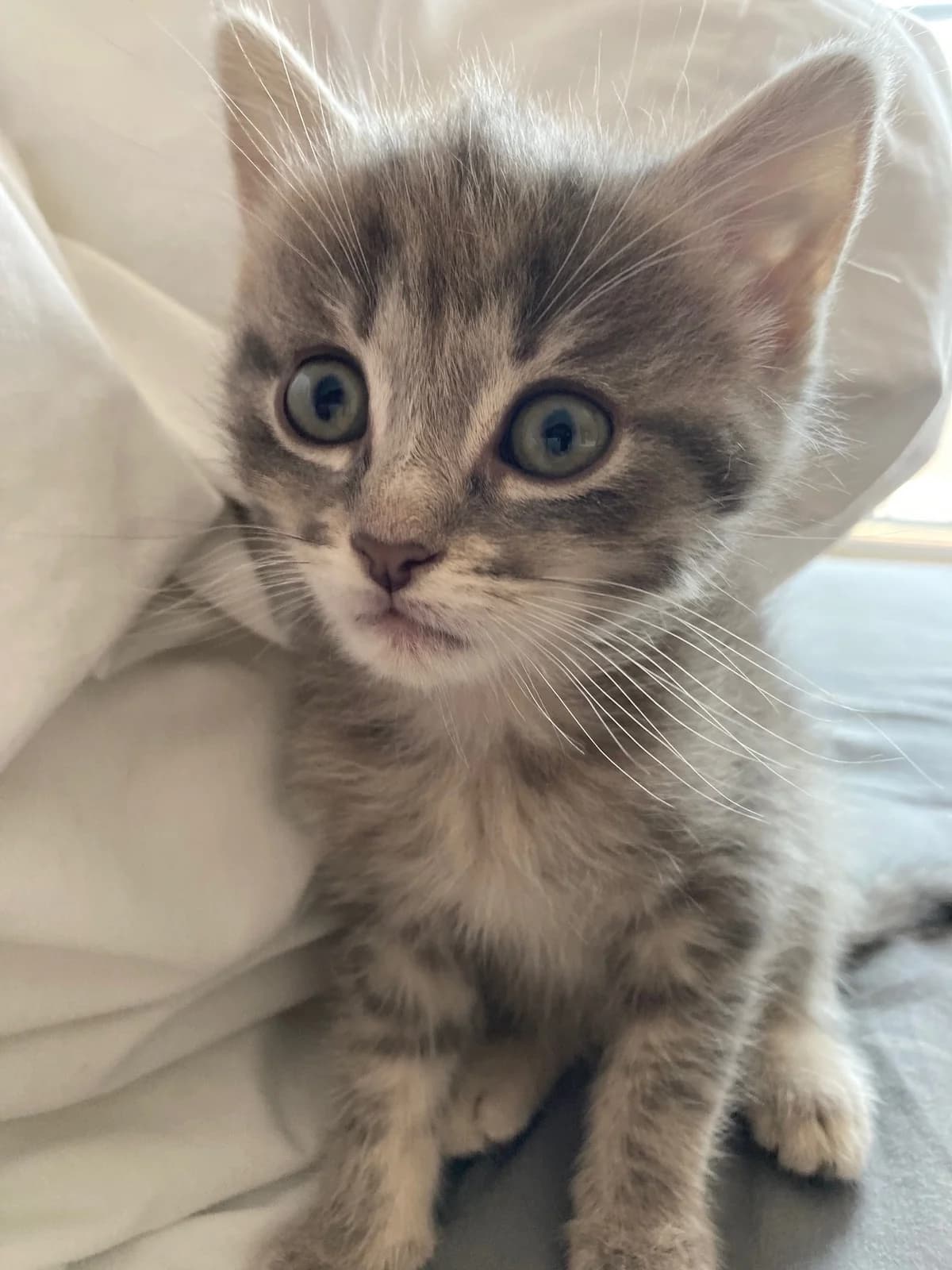 Timna, female 4yo European Shorthair for adoption at Action 4 Pets, action 4 pets