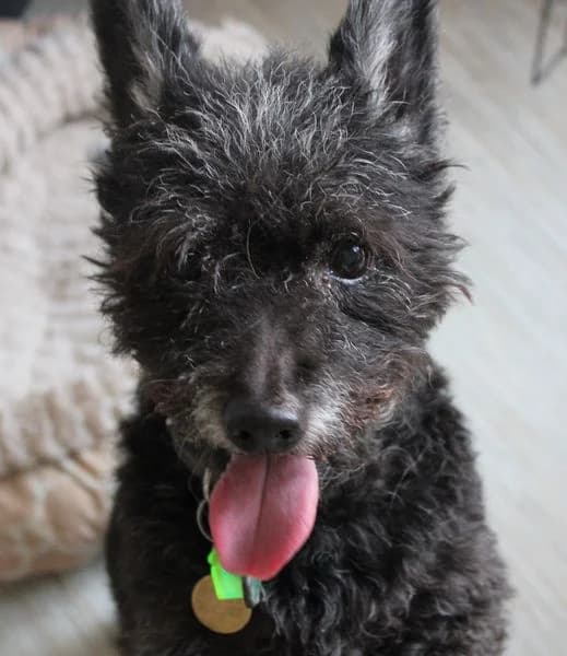 Irish, male senior mixed breed for adoption at Action 4 Pets, France