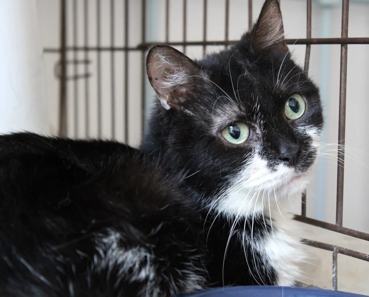 Dark, female senior European Shorthair for adoption at A.D.A. Noguera