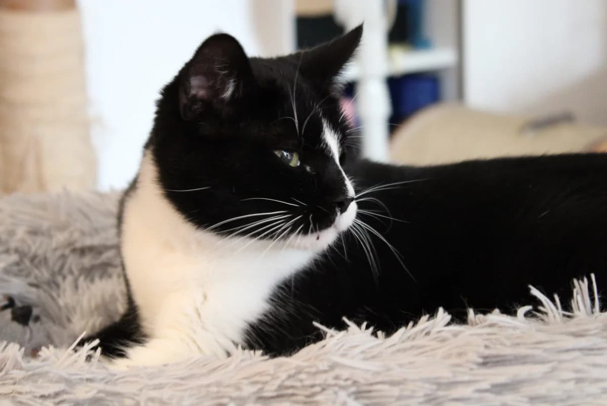 Smoothie, female 5yo European Shorthair for adoption at Action 4 Pets, France