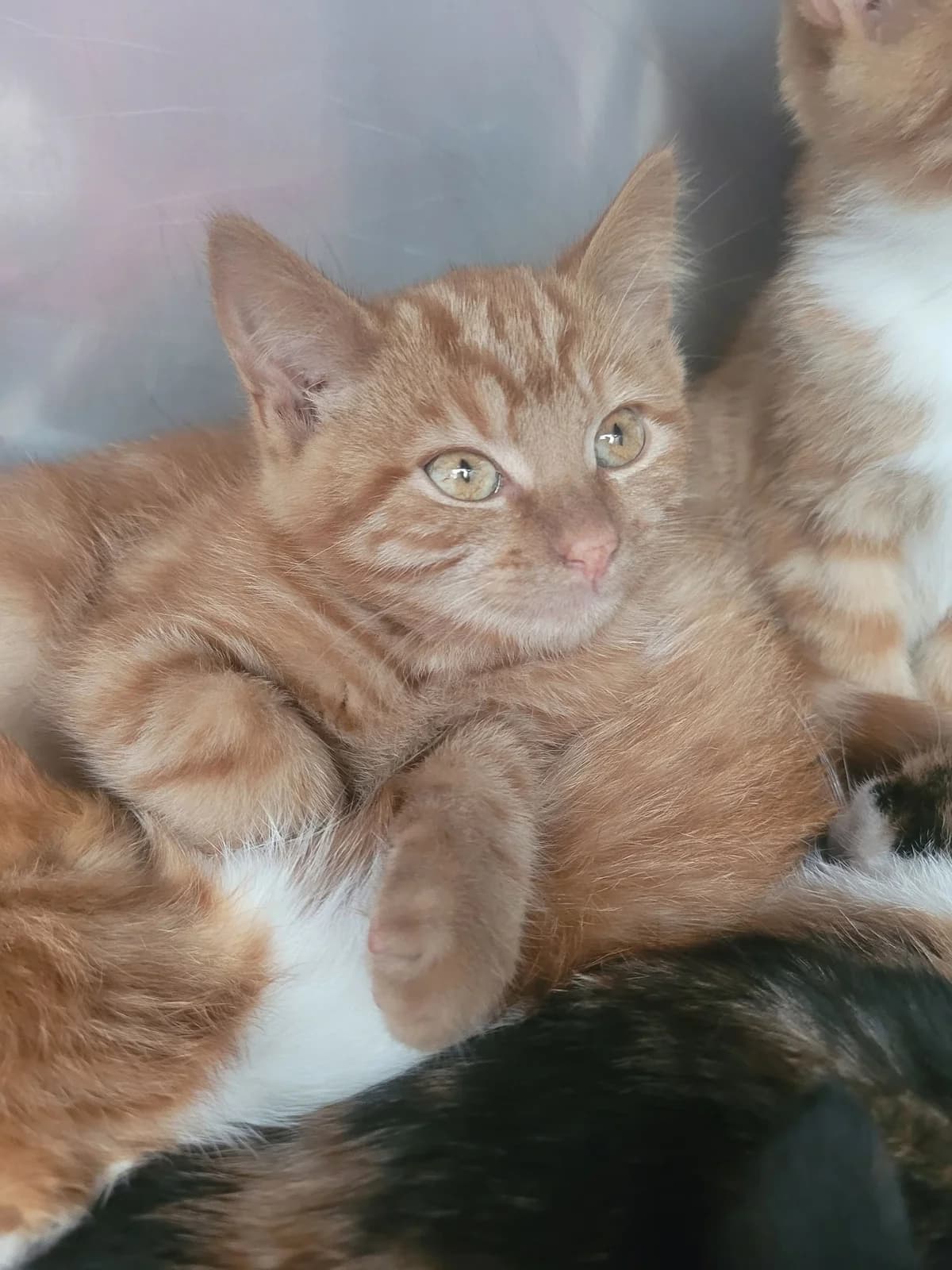 Tazz, male 4yo European Shorthair for adoption at Action 4 Pets, France
