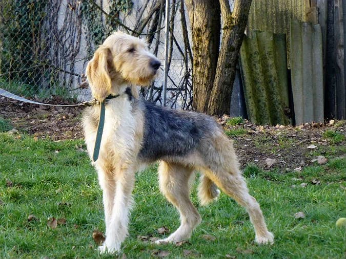 Paule, female senior Mixed Breed for adoption at Association de Défense Animaux (ADA d'Espalion)