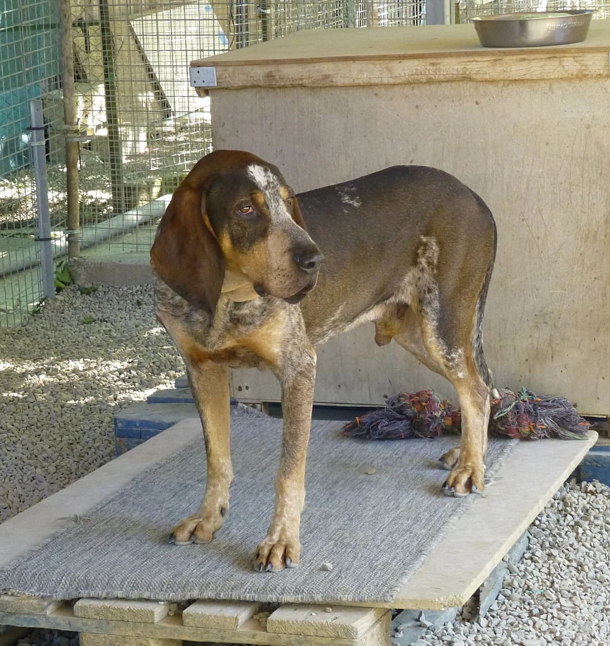Saxo, male senior Mixed Breed for adoption at Association de Défense Animaux (ADA d'Espalion)