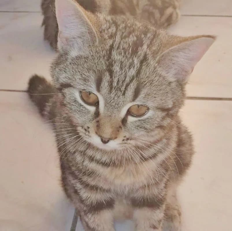 Byron, male European Shorthair for adoption at ADACA Amis Des Chats Abandonnes