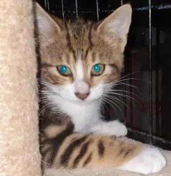 Byron, male puppy European Shorthair for adoption at ADACA Amis Des Chats Abandonnes