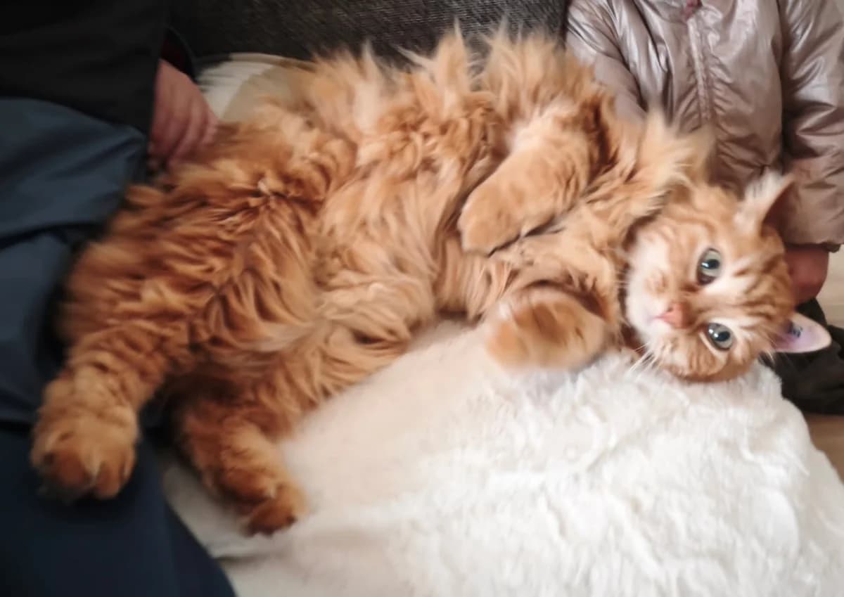 Tikki, male European Shorthair for adoption at ADAP (Pyrénées-Atlantiques)