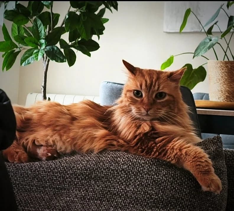 Tikki, male European Shorthair for adoption at ADAP (Pyrénées-Atlantiques) — photo 2 of 3