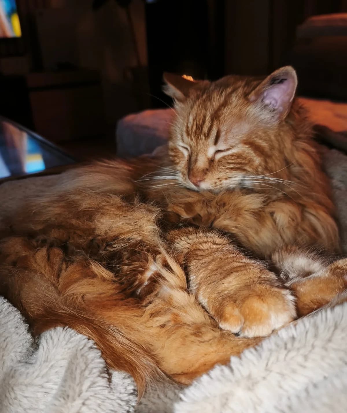 Tikki, male European Shorthair for adoption at ADAP (Pyrénées-Atlantiques) — photo 3 of 3