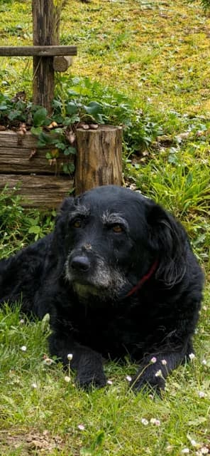 Lilou, female Labrador Retriever for adoption at ADAP (Pyrénées-Atlantiques)