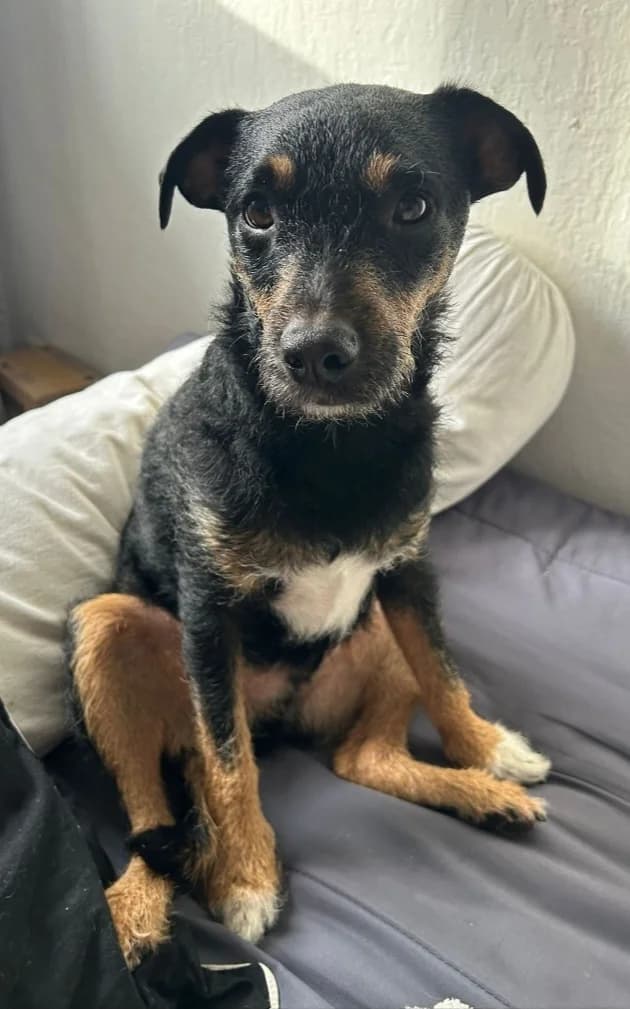 Chester, male young mixed breed for adoption at ADAP (Pyrénées-Atlantiques), Pau