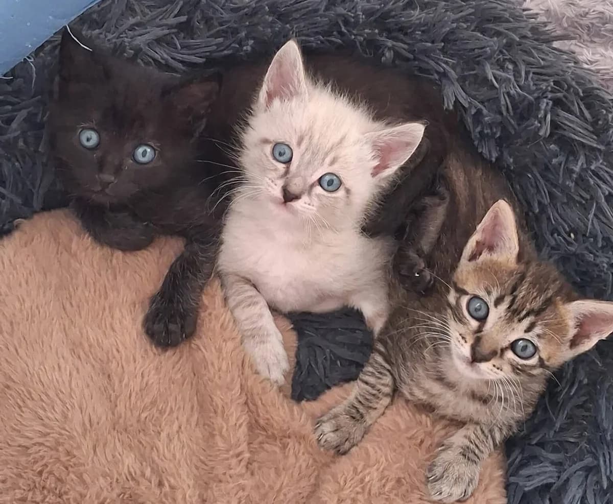 Kiyona, Akihito et Hayao, female puppy European Shorthair for adoption at ADAP (Pyrénées-Atlantiques), Pau