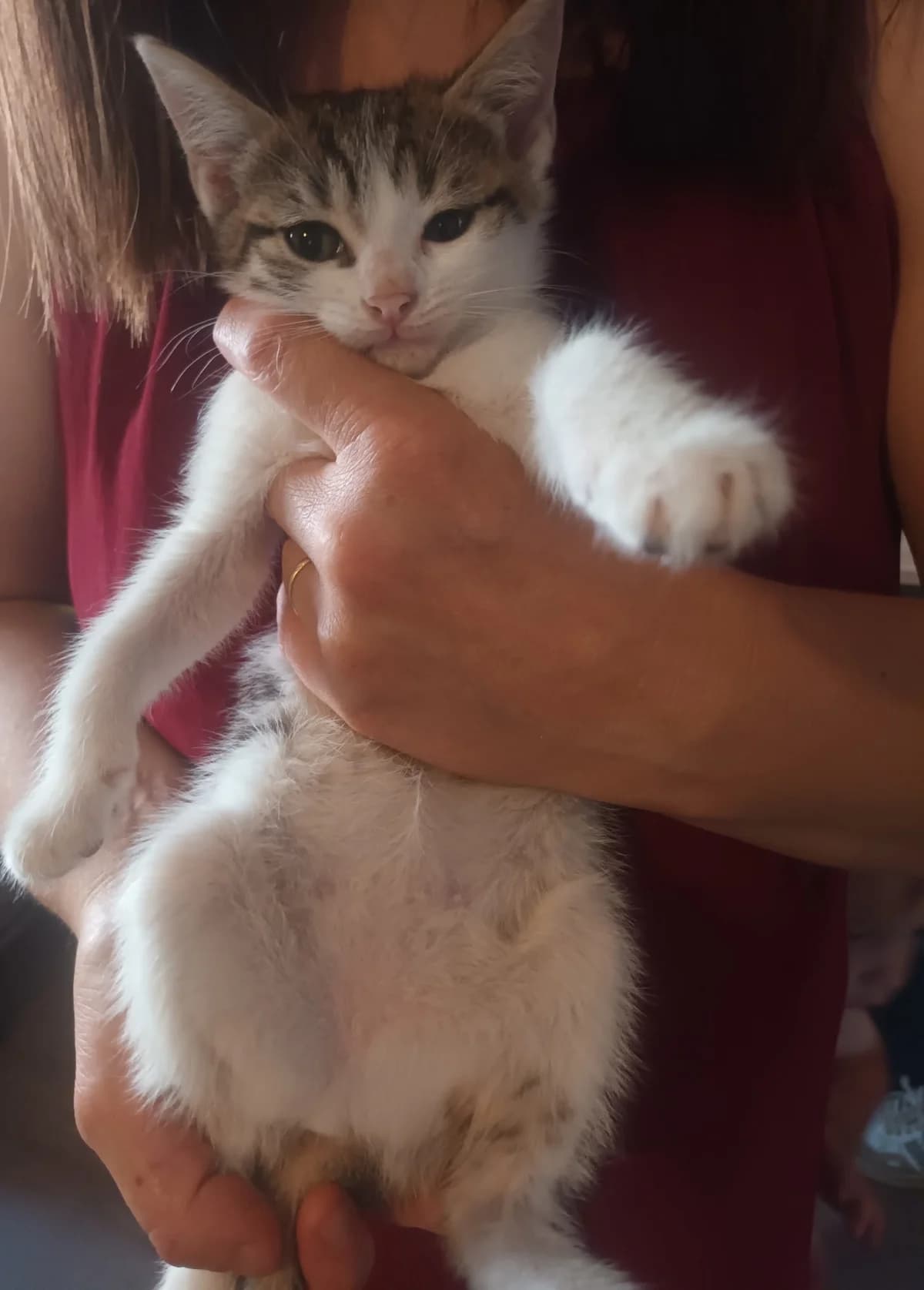 Femelle, female puppy European Shorthair for adoption at ADAP (Pyrénées-Atlantiques), Pau
