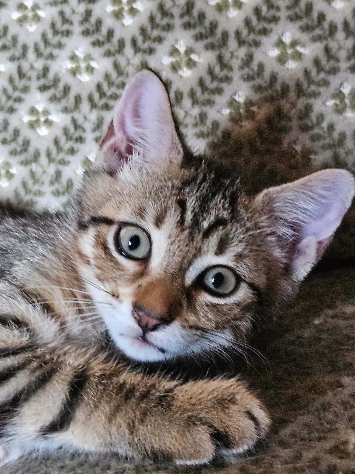Mâle 1- petit de Bella, male puppy European Shorthair for adoption at ADAP (Pyrénées-Atlantiques), Pau