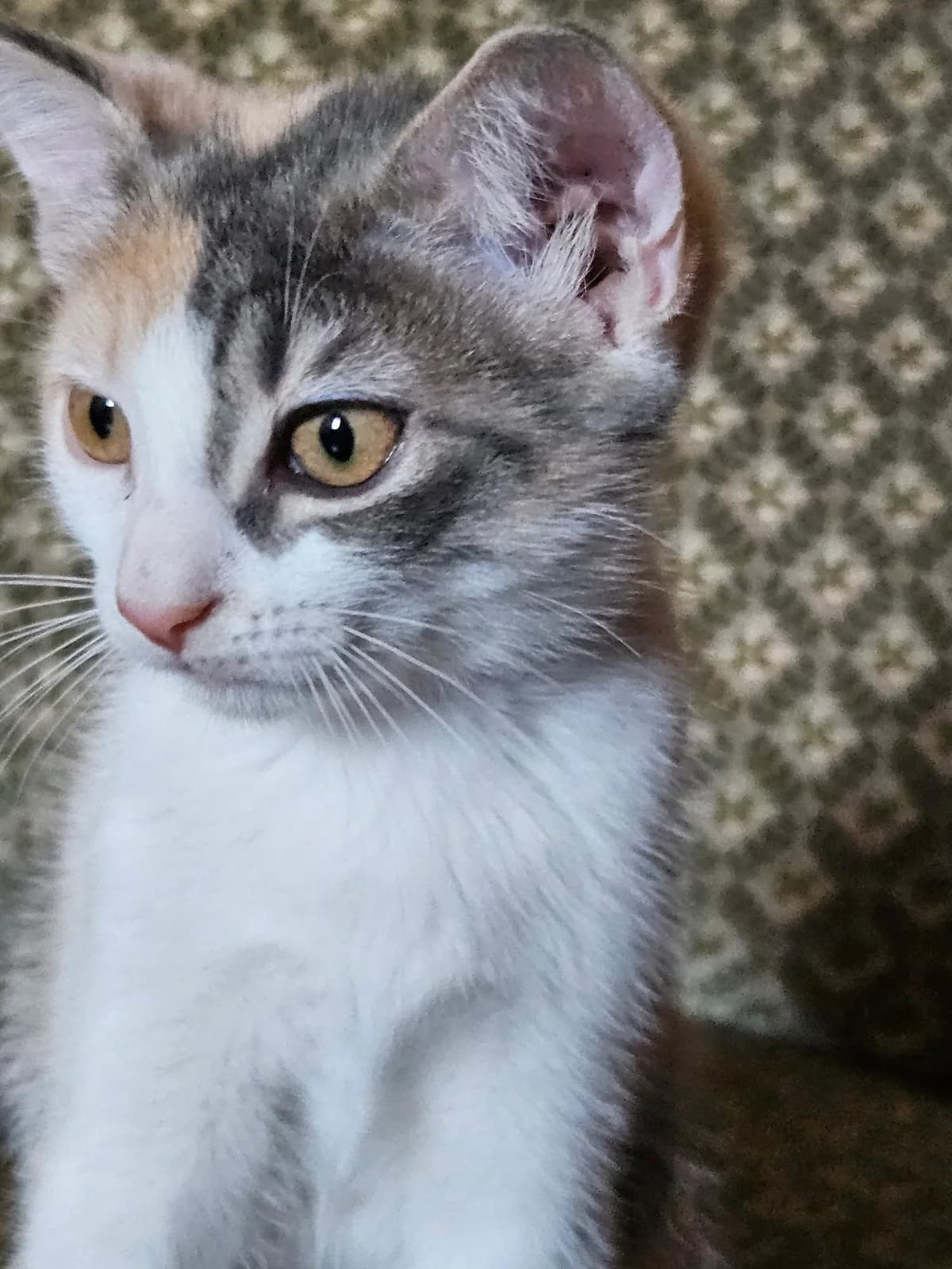 Femelle 2, bébé de Bella, female puppy European Shorthair for adoption at ADAP (Pyrénées-Atlantiques), Pau