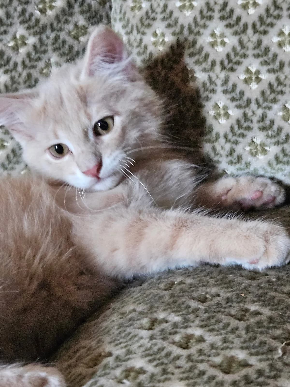 Mâle 3- petit de Bella, male puppy European Shorthair for adoption at ADAP (Pyrénées-Atlantiques), Pau