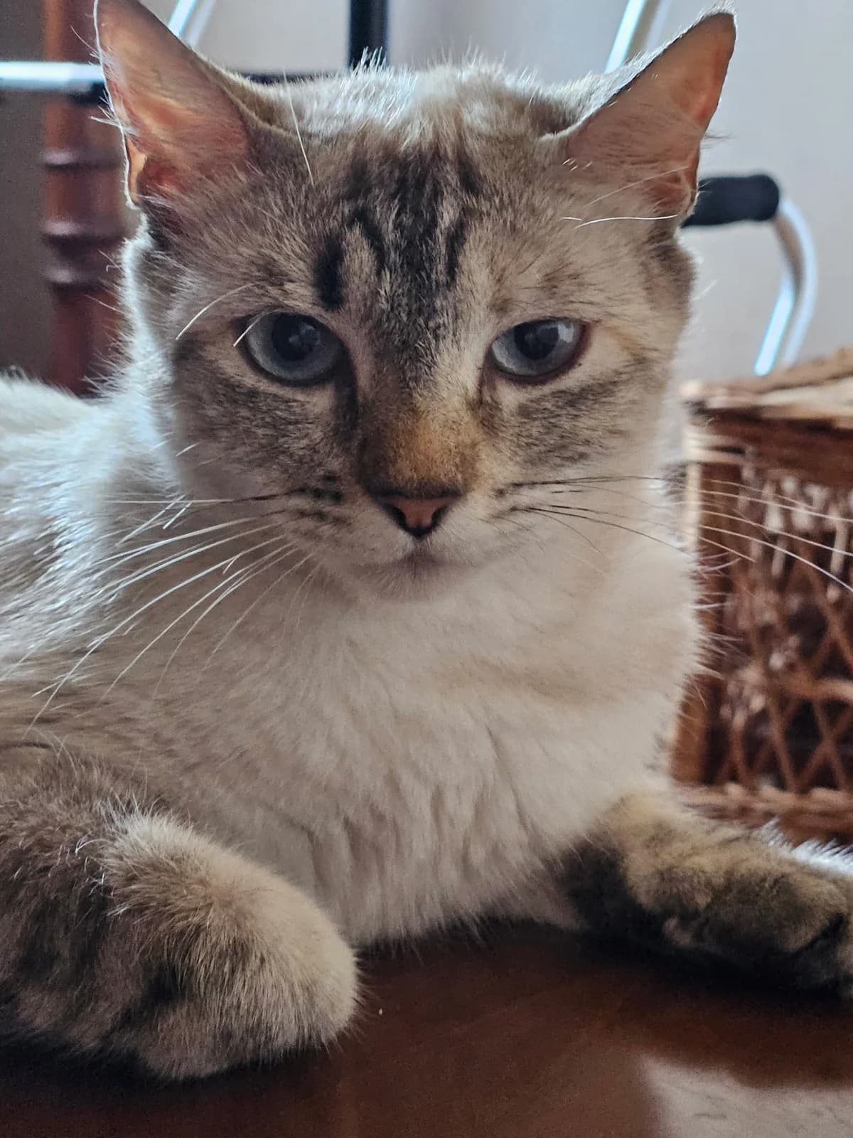 Bella, female young European Shorthair for adoption at ADAP (Pyrénées-Atlantiques), Pau