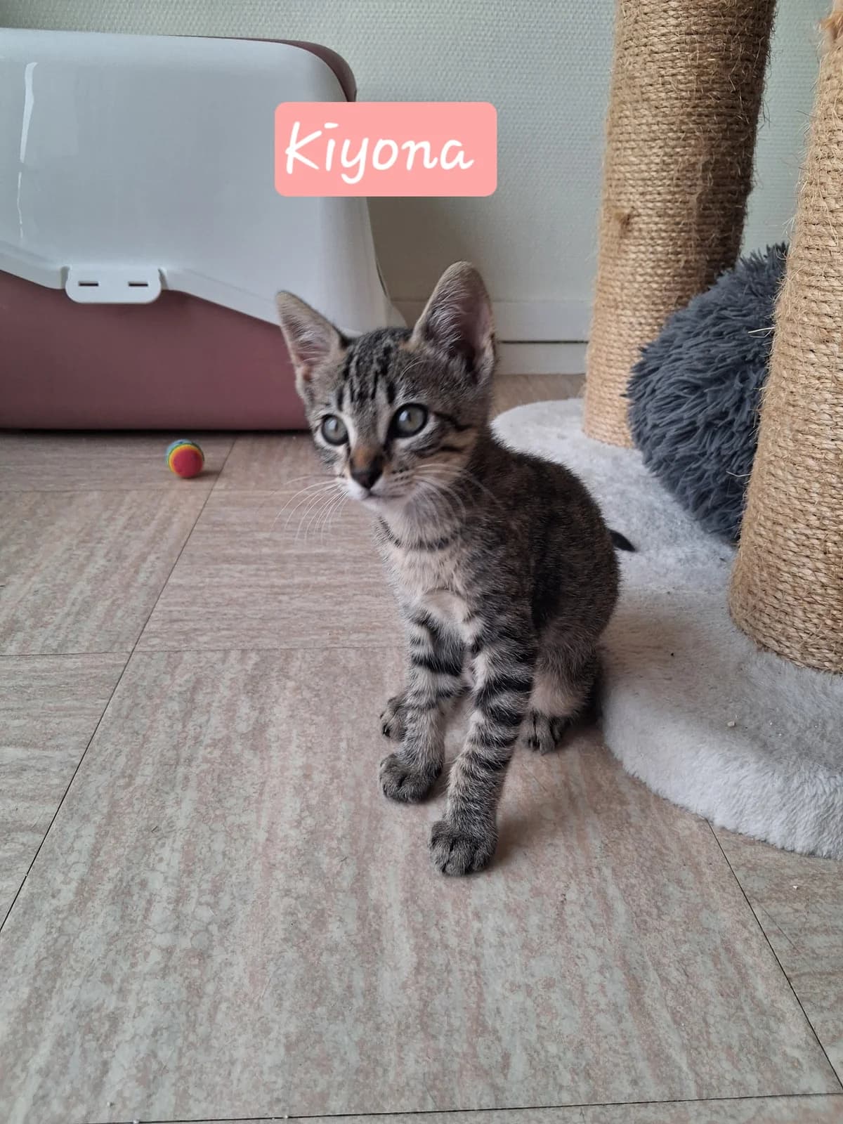 Kiyona, female puppy European Shorthair for adoption at ADAP (Pyrénées-Atlantiques), Pau