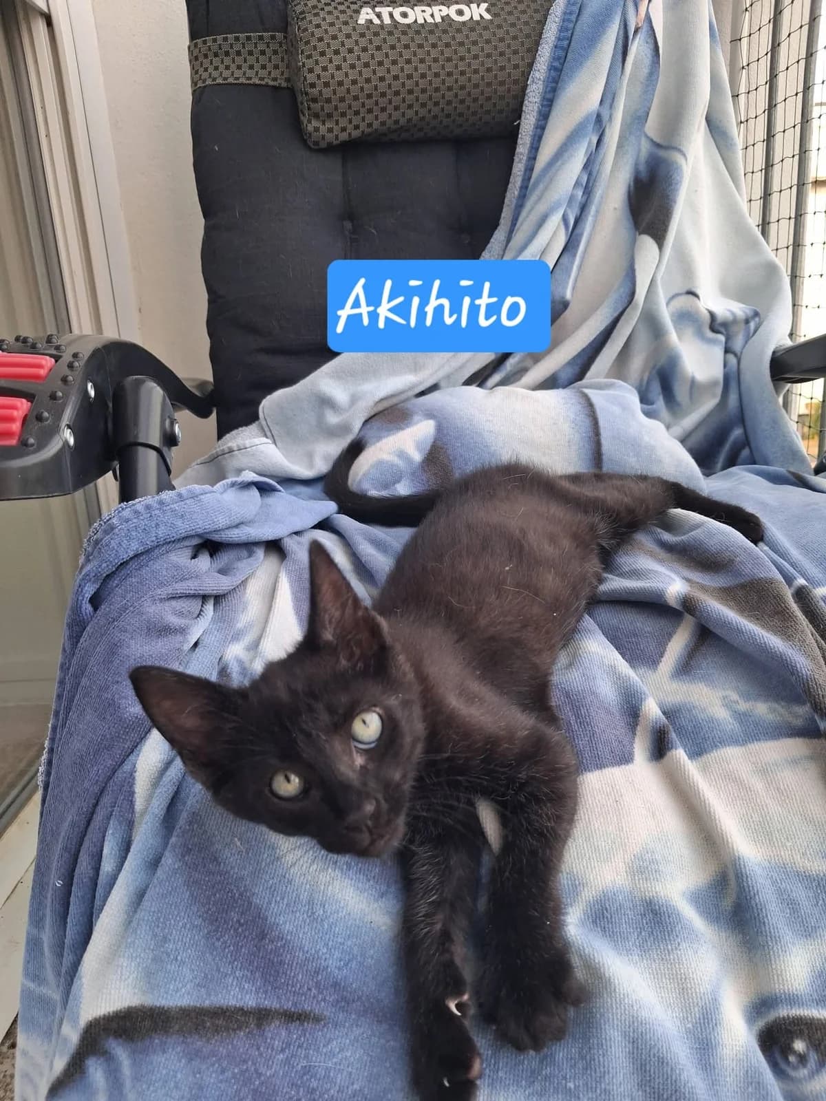 Akihito, male puppy European Shorthair for adoption at ADAP (Pyrénées-Atlantiques), Pau
