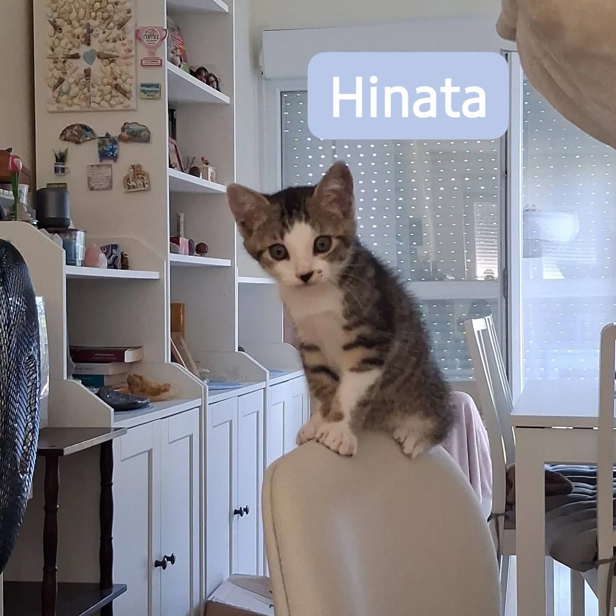 Hinata, male puppy European Shorthair for adoption at ADAP (Pyrénées-Atlantiques), Pau
