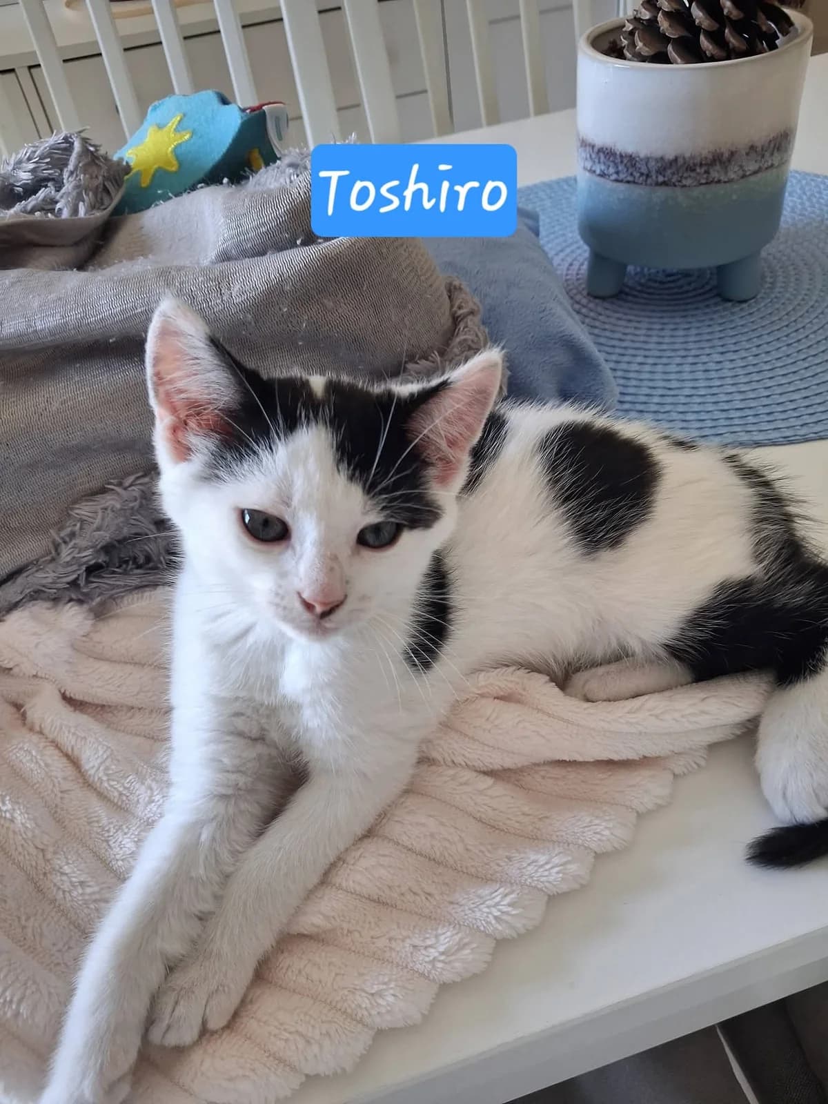 Toshiro, male puppy European Shorthair for adoption at ADAP (Pyrénées-Atlantiques), Pau