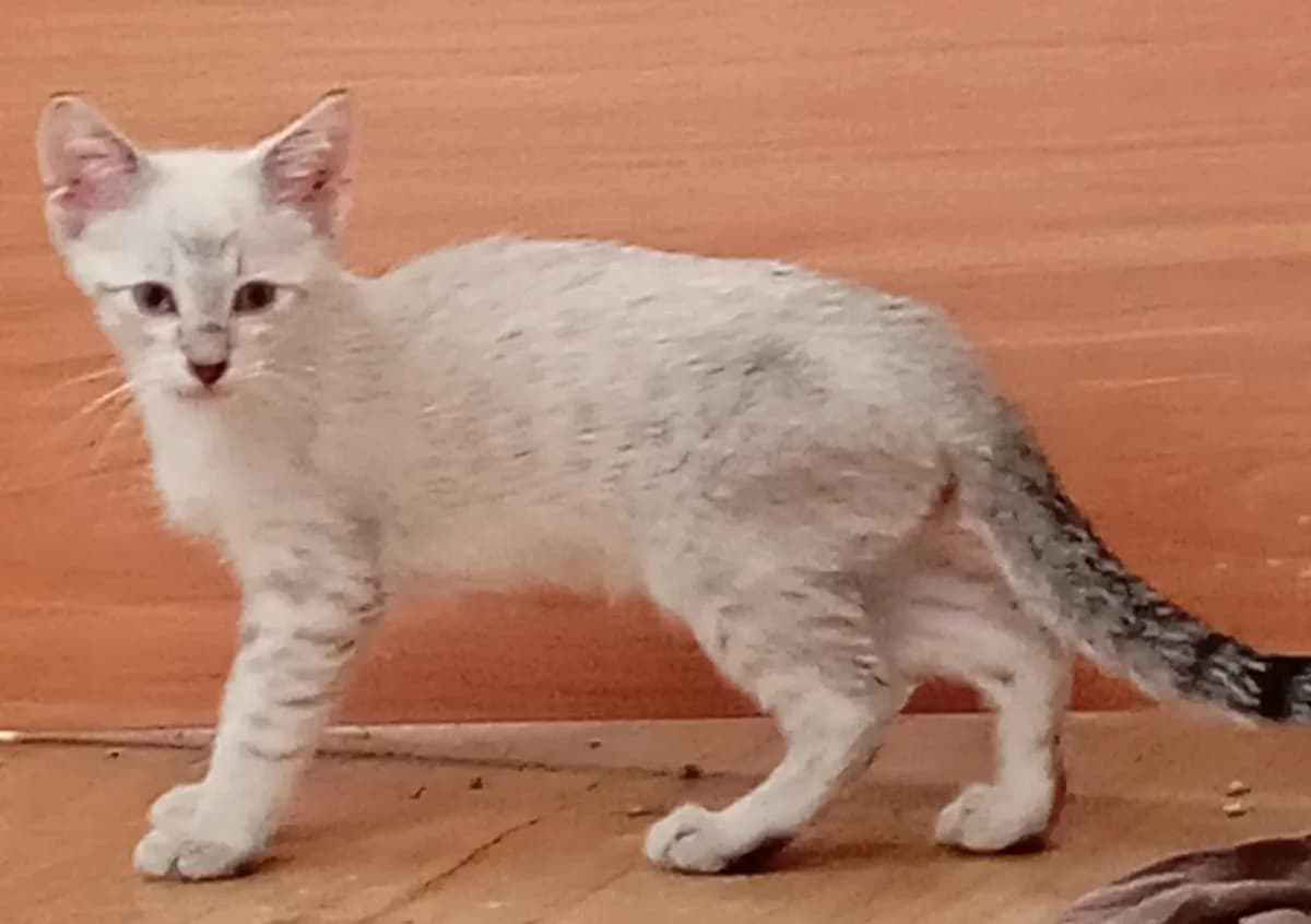 Mâle 11, male puppy European Shorthair for adoption at ADAP (Pyrénées-Atlantiques), Pau