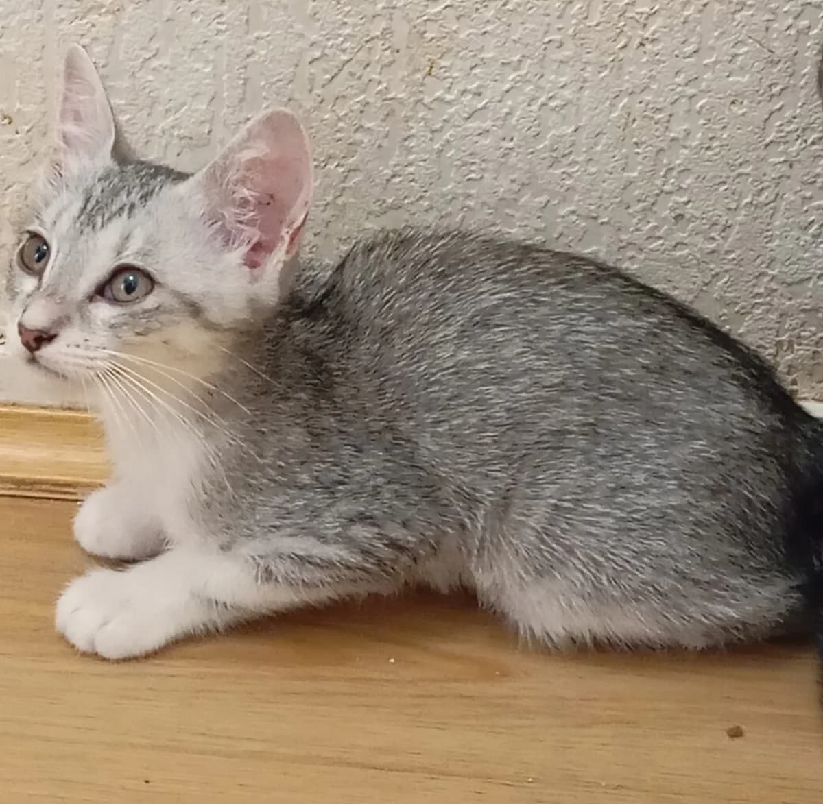 Femelle 4, female puppy European Shorthair for adoption at ADAP (Pyrénées-Atlantiques), Pau
