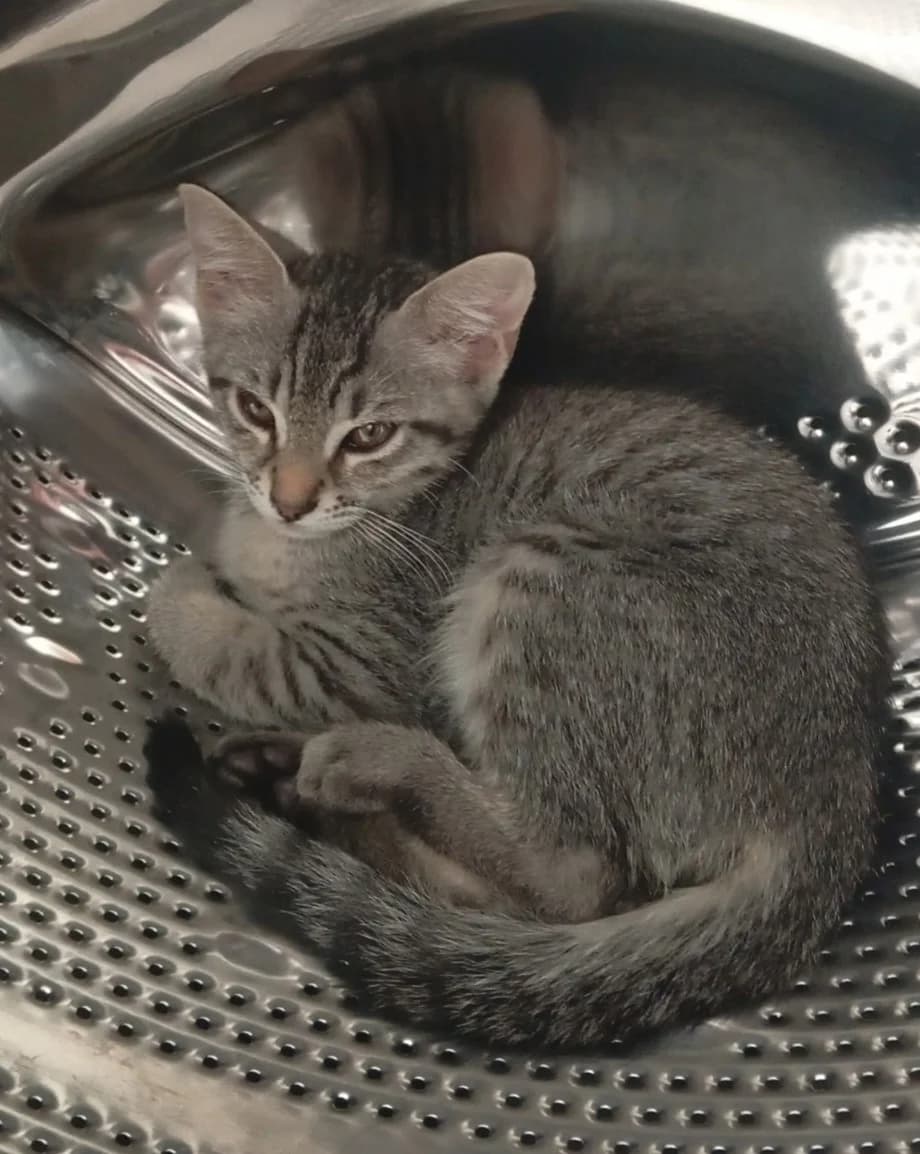 Femelle 5, female puppy European Shorthair for adoption at ADAP (Pyrénées-Atlantiques), Pau