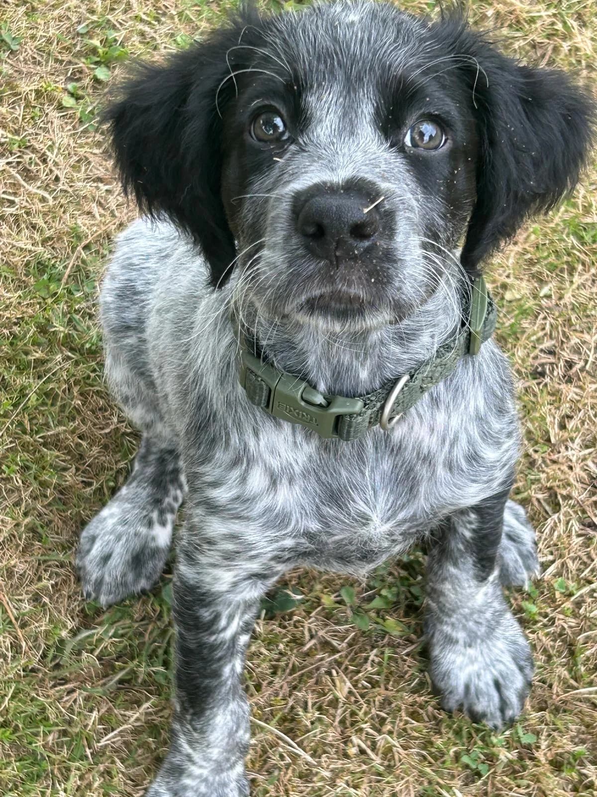 Bounty, female puppy mixed breed for adoption at ADAP (Pyrénées-Atlantiques), Pau