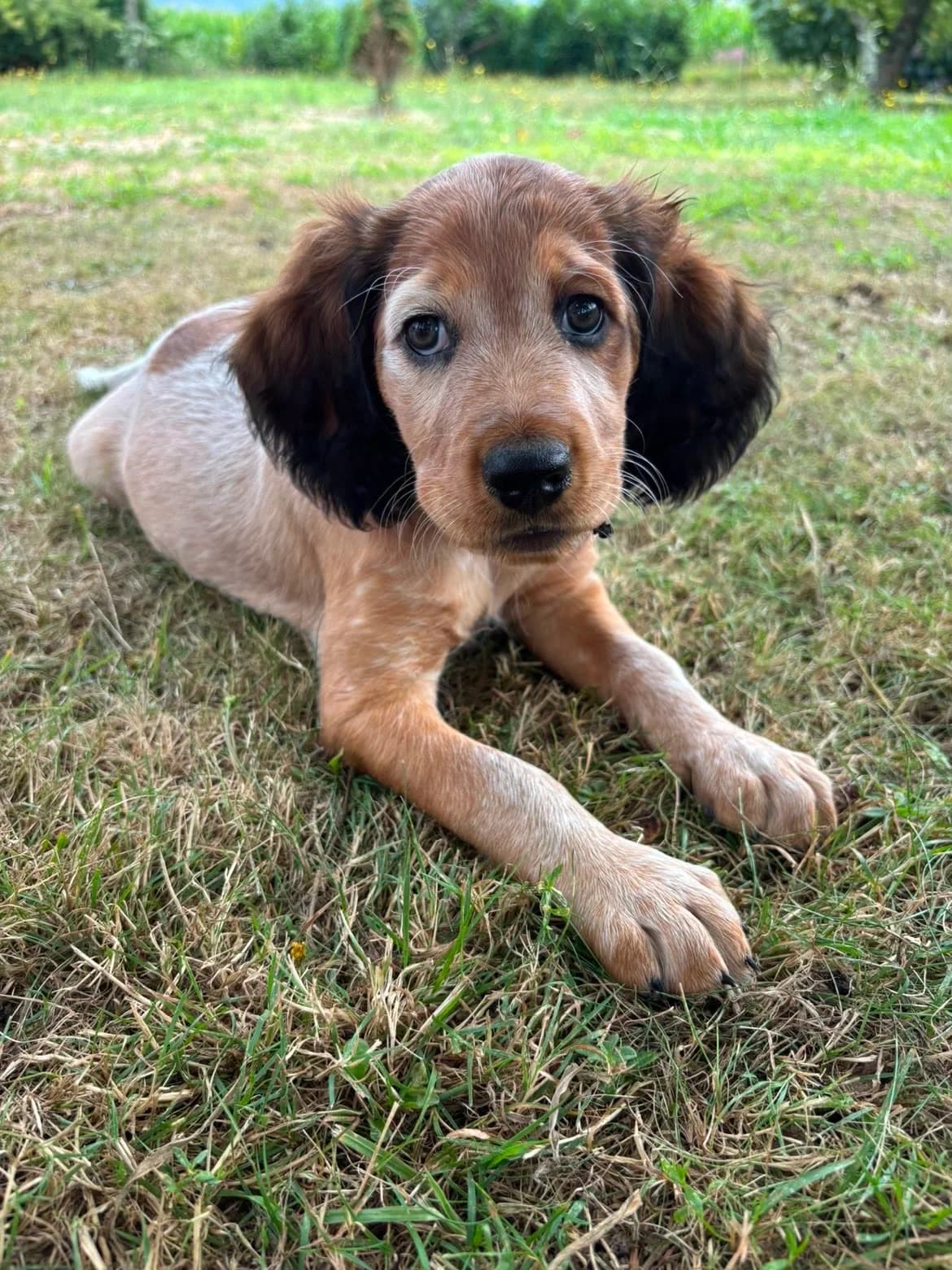 Belle, female puppy mixed breed for adoption at ADAP (Pyrénées-Atlantiques), Pau
