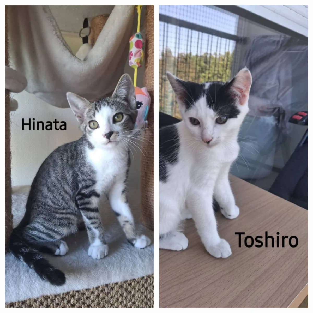 Hinata et Toshiro, male puppy European Shorthair for adoption at ADAP (Pyrénées-Atlantiques), Pau