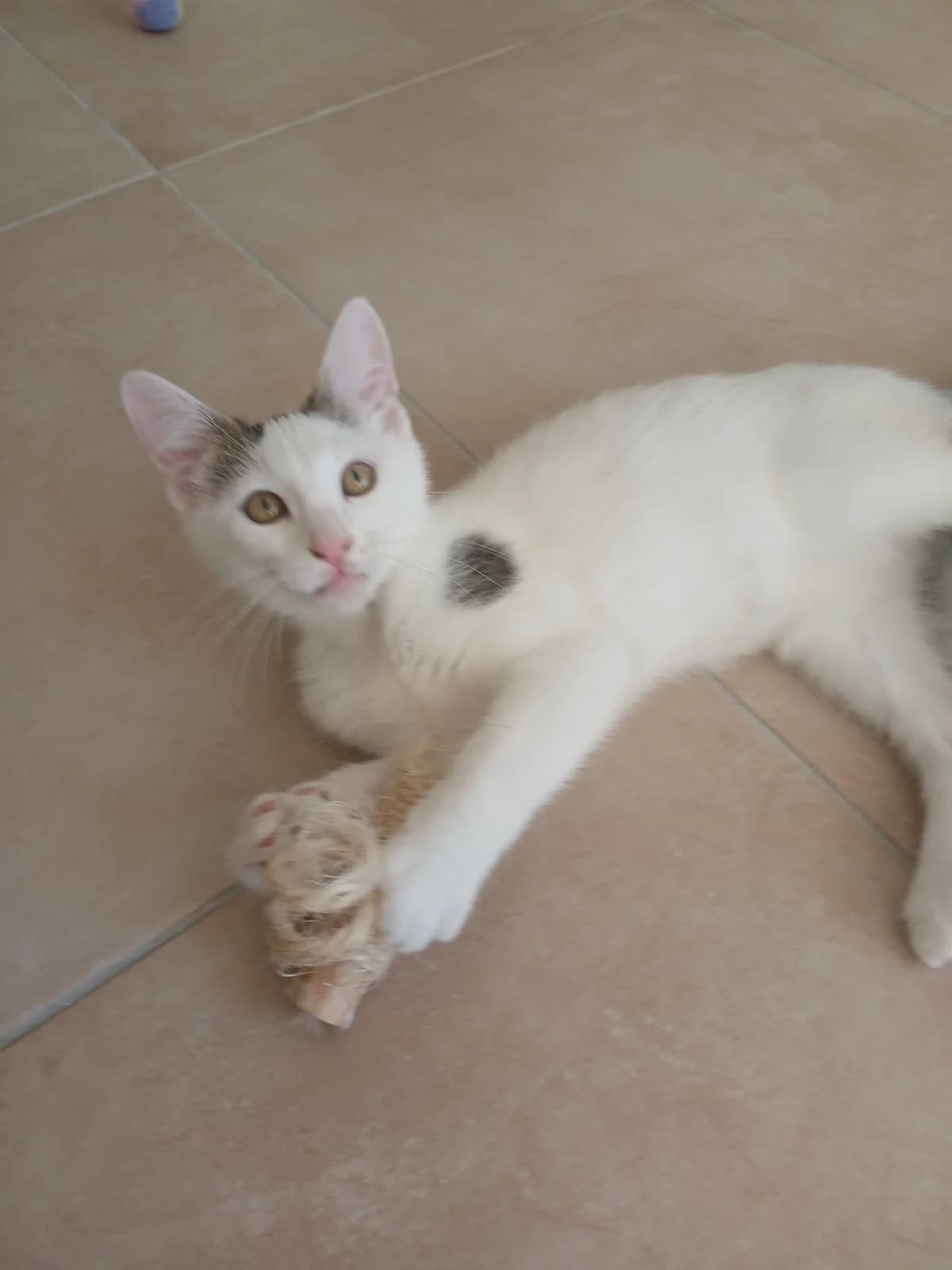 Enya,  puppy Mixed Breed for adoption at ADEO Association (Avignon), Avignon
