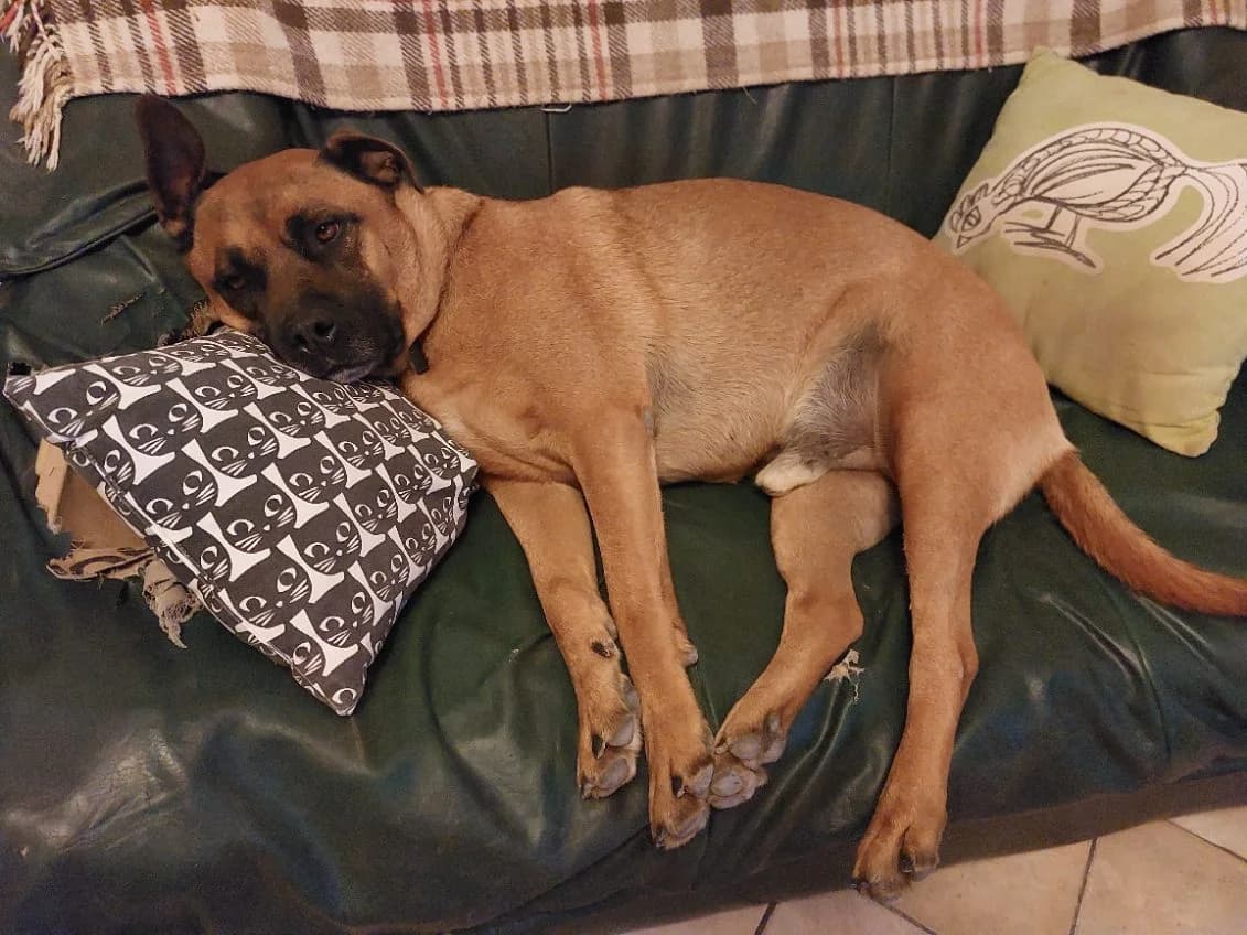 Odin,  6yo Mixed Breed for adoption at ADEO Association (Avignon), Avignon