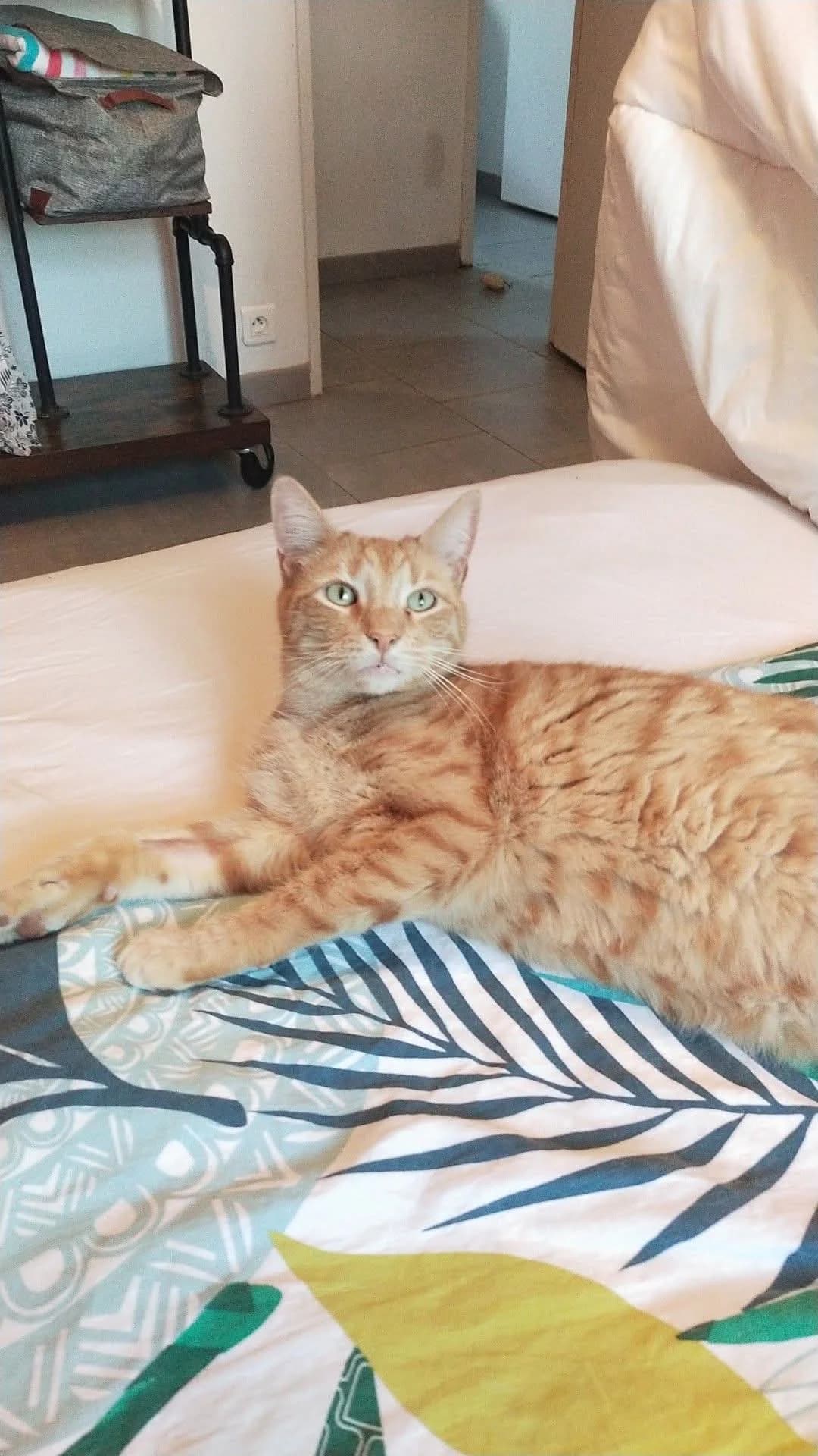 Simba,  Mixed Breed for adoption at ADEO Association (Avignon), Avignon