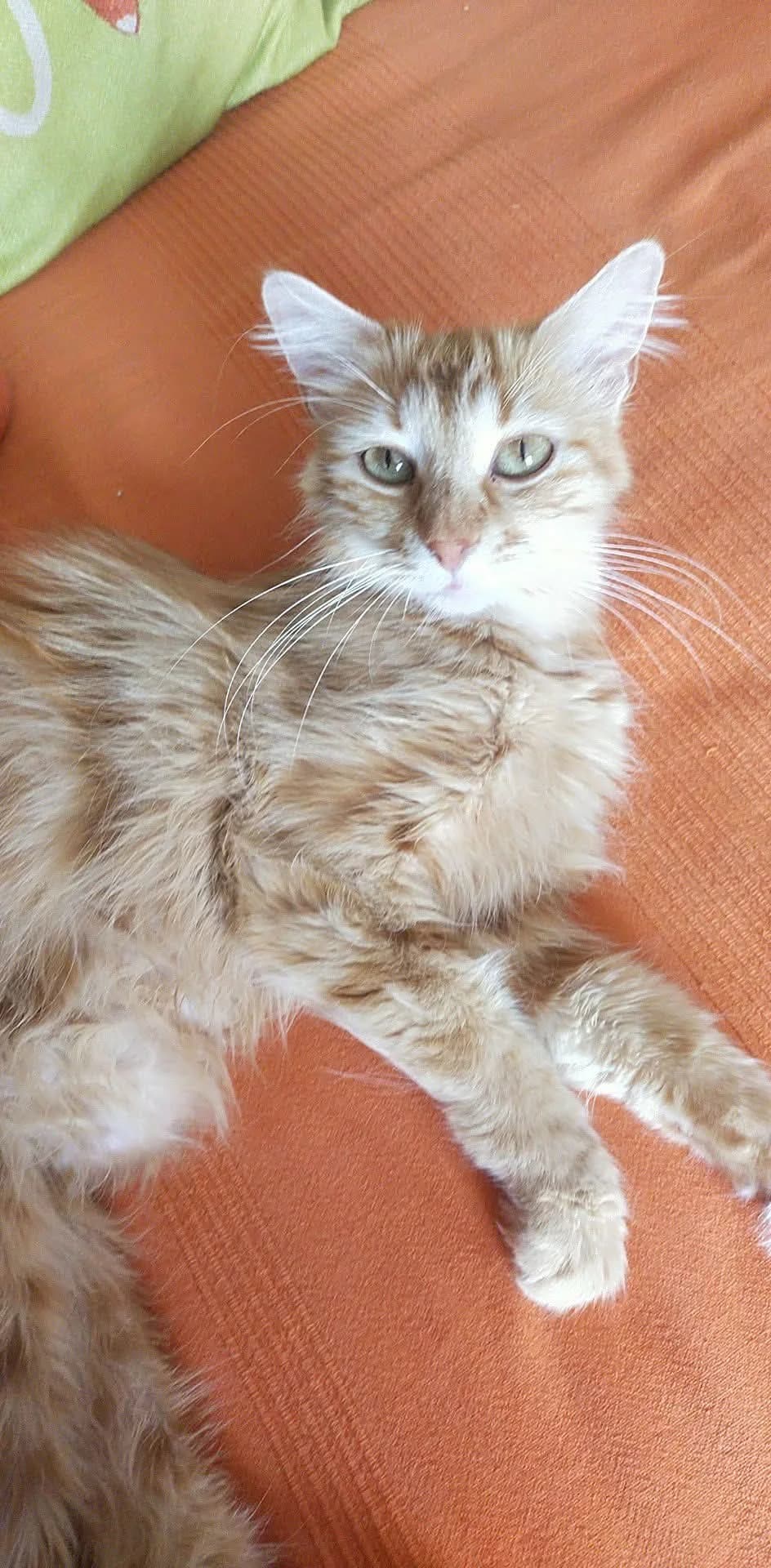 Zorra, female young Mixed Breed for adoption at ADEO Association (Avignon), Avignon